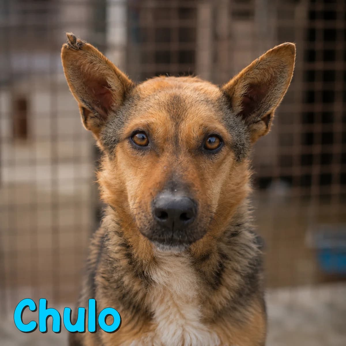 Chulo2, male Mixed Breed for adoption at Nobody S Dog France