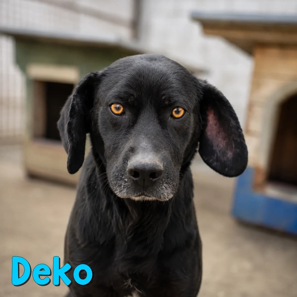 Deko2, male Mixed Breed for adoption at Nobody S Dog France