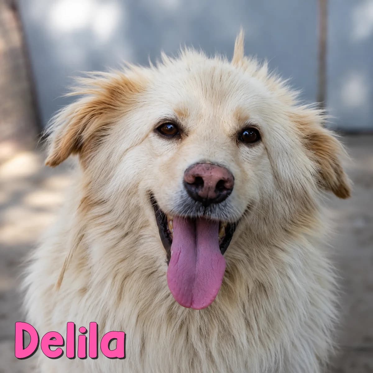 Delila2, female Mixed Breed for adoption at Nobody S Dog France