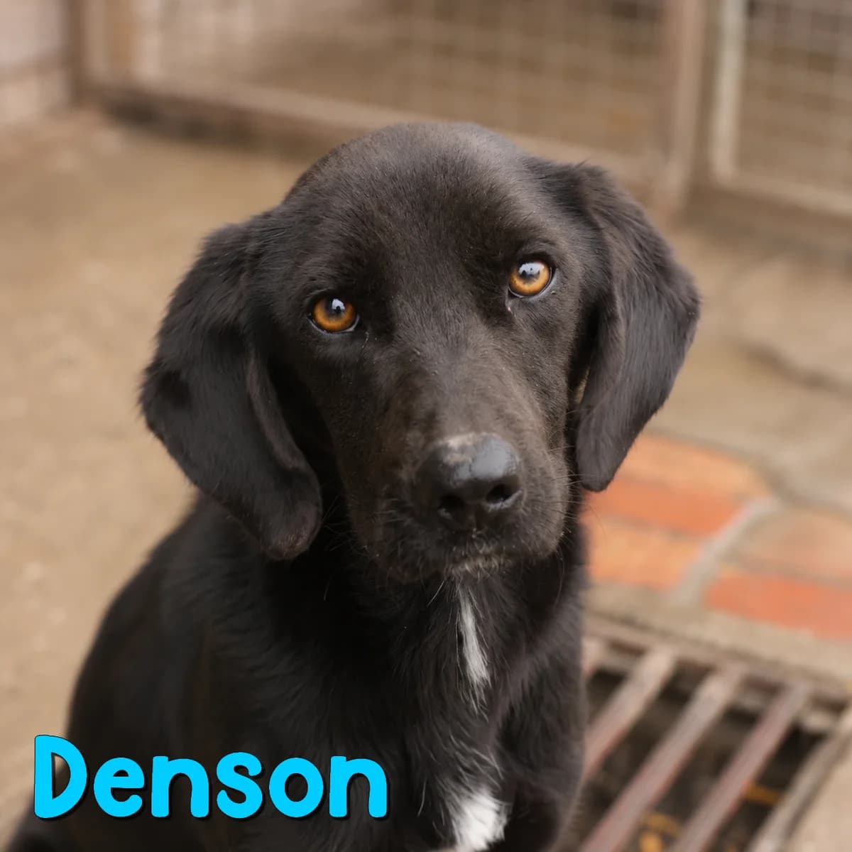 Denson2, male Mixed Breed for adoption at Nobody S Dog France