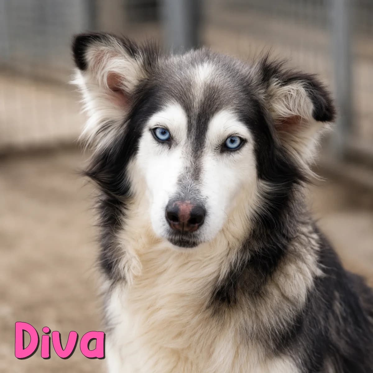 Diva2, female Mixed Breed for adoption at Nobody S Dog France