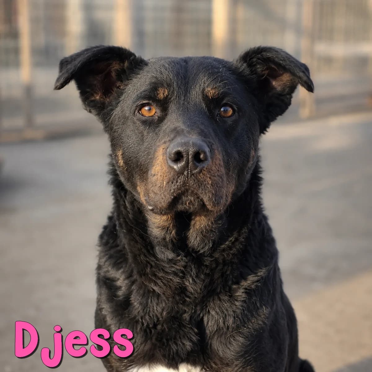 Djess2, female Mixed Breed for adoption at Nobody S Dog France