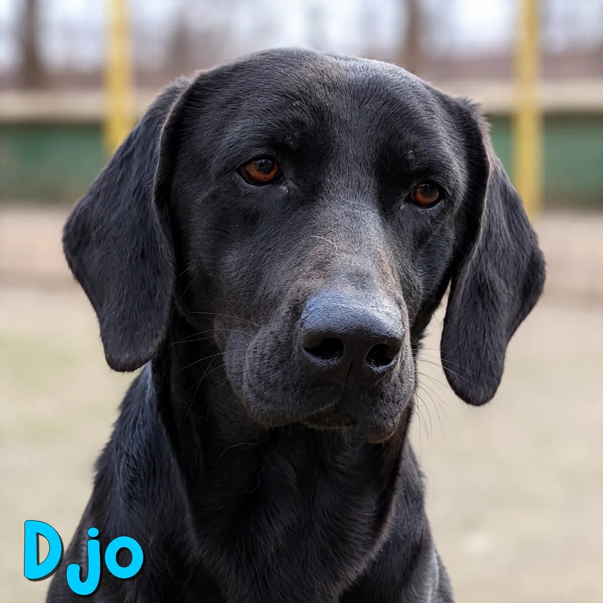 Djo2, male Mixed Breed for adoption at Nobody S Dog France