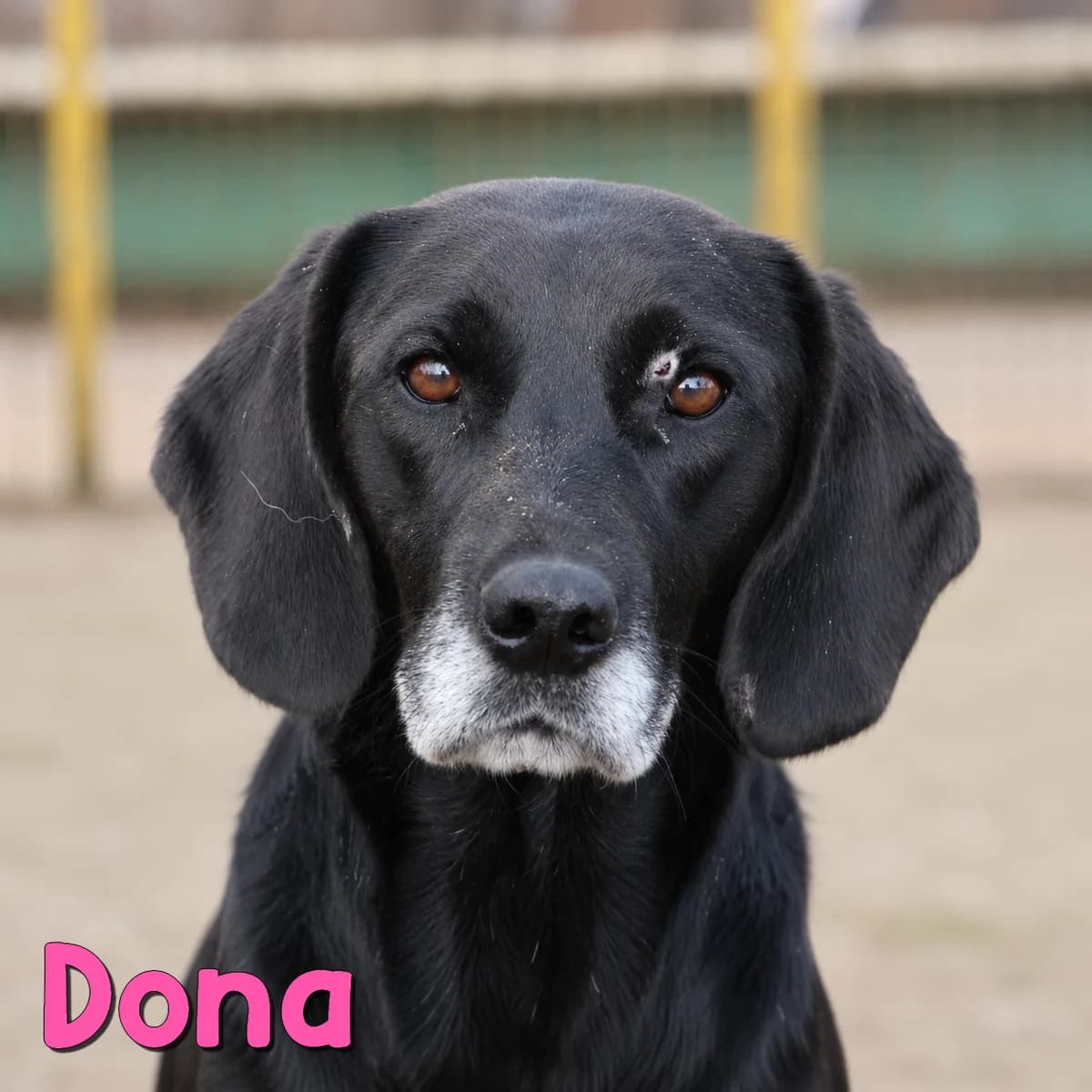 Dona2, female Mixed Breed for adoption at Nobody S Dog France