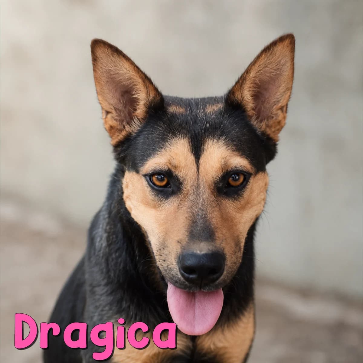 Dragica, female Mixed Breed for adoption at Nobody S Dog France