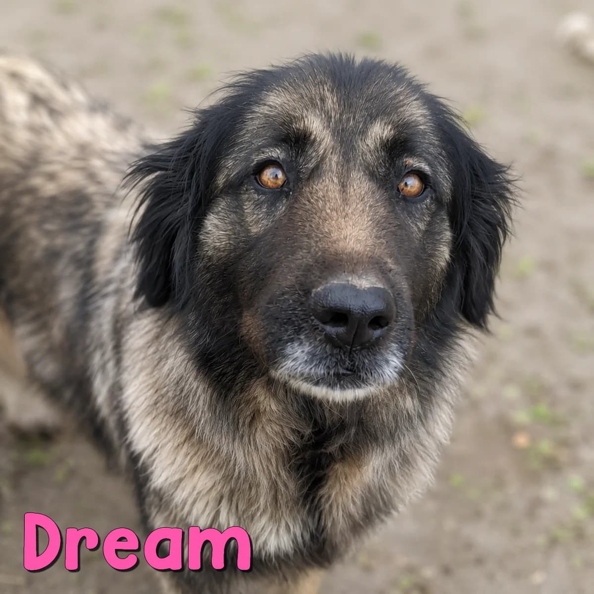 Dream2, female Mixed Breed for adoption at Nobody S Dog France