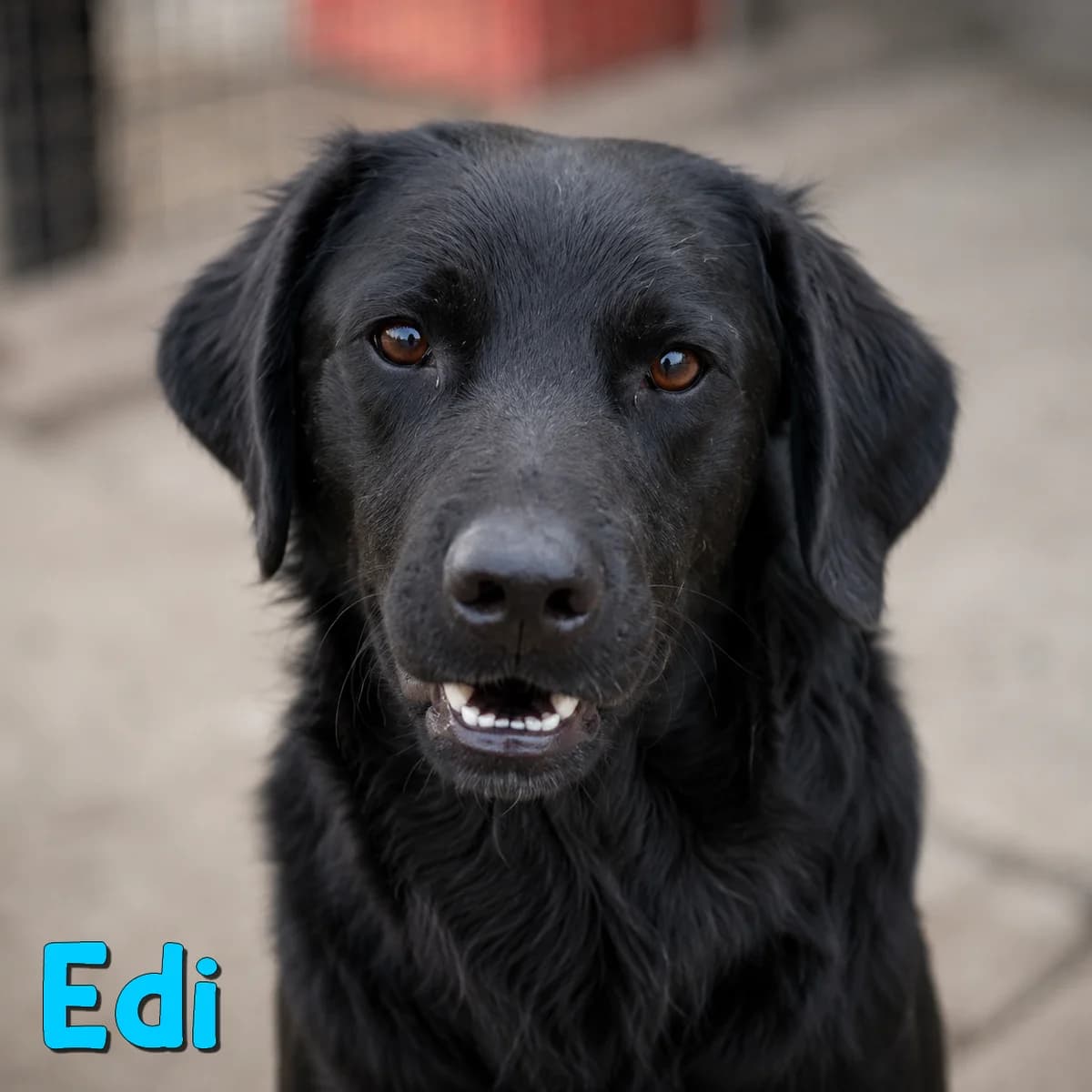 Edi2, male Mixed Breed for adoption at Nobody S Dog France