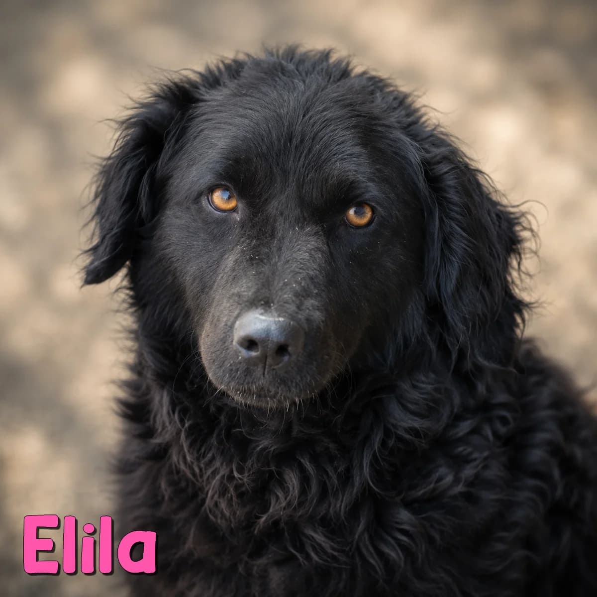Elila2, female Mixed Breed for adoption at Nobody S Dog France