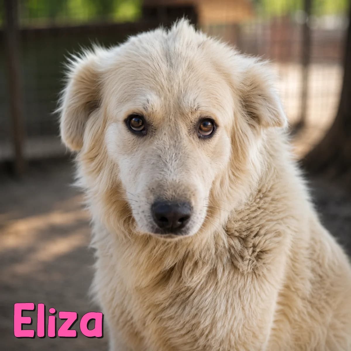 Eliza2, female Mixed Breed for adoption at Nobody S Dog France