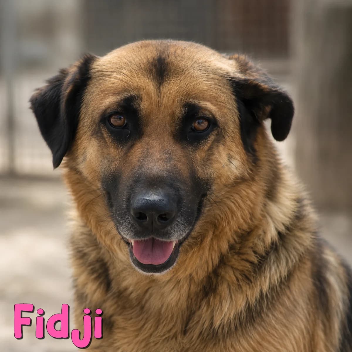 Fidji2, female Mixed Breed for adoption at Nobody S Dog France