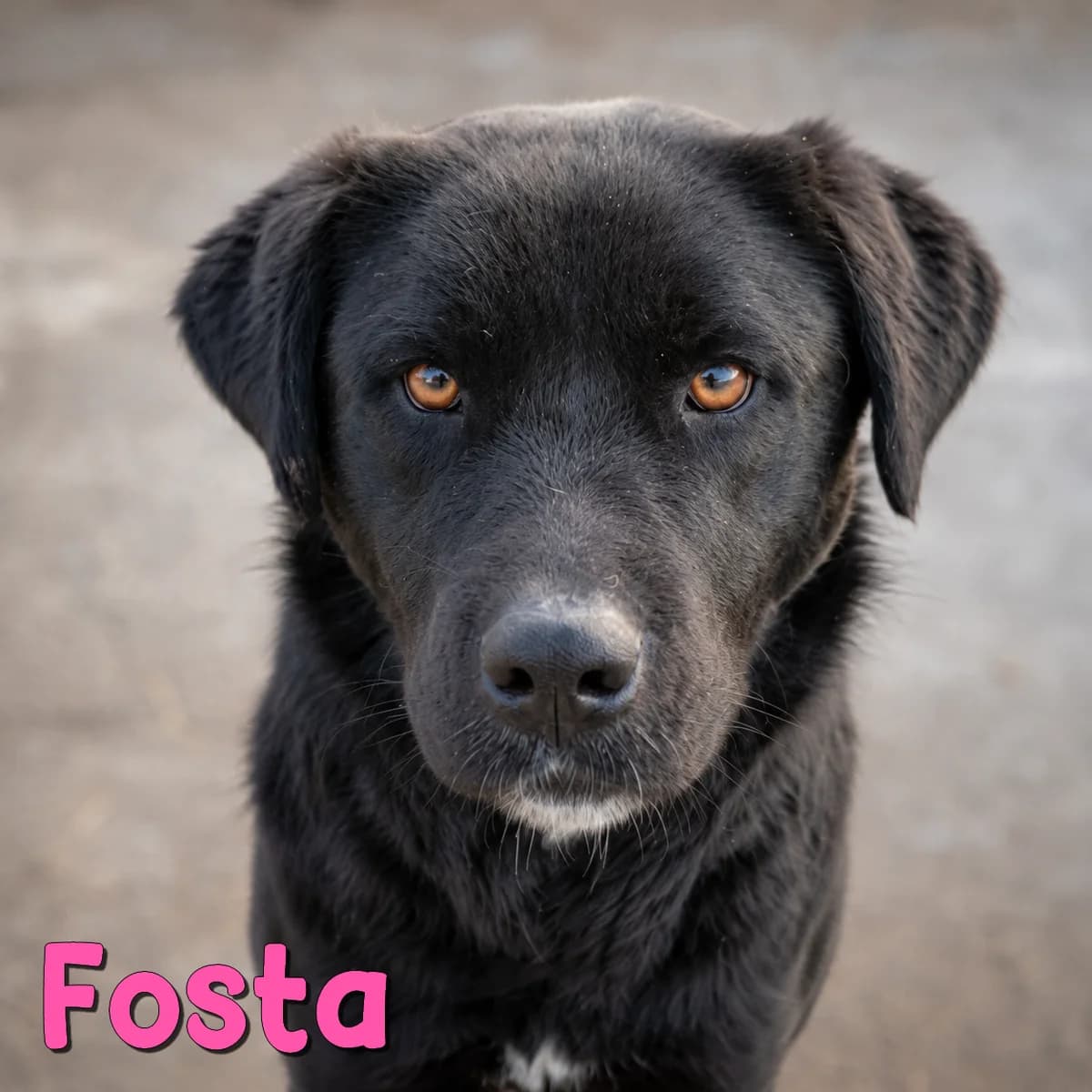 Fosta2, female Mixed Breed for adoption at Nobody S Dog France
