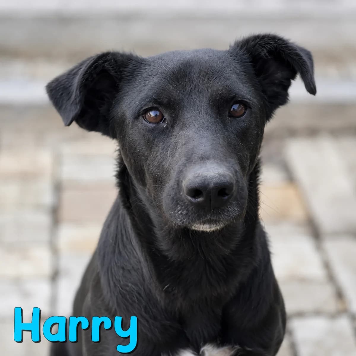 Harry2, male Mixed Breed for adoption at Nobody S Dog France