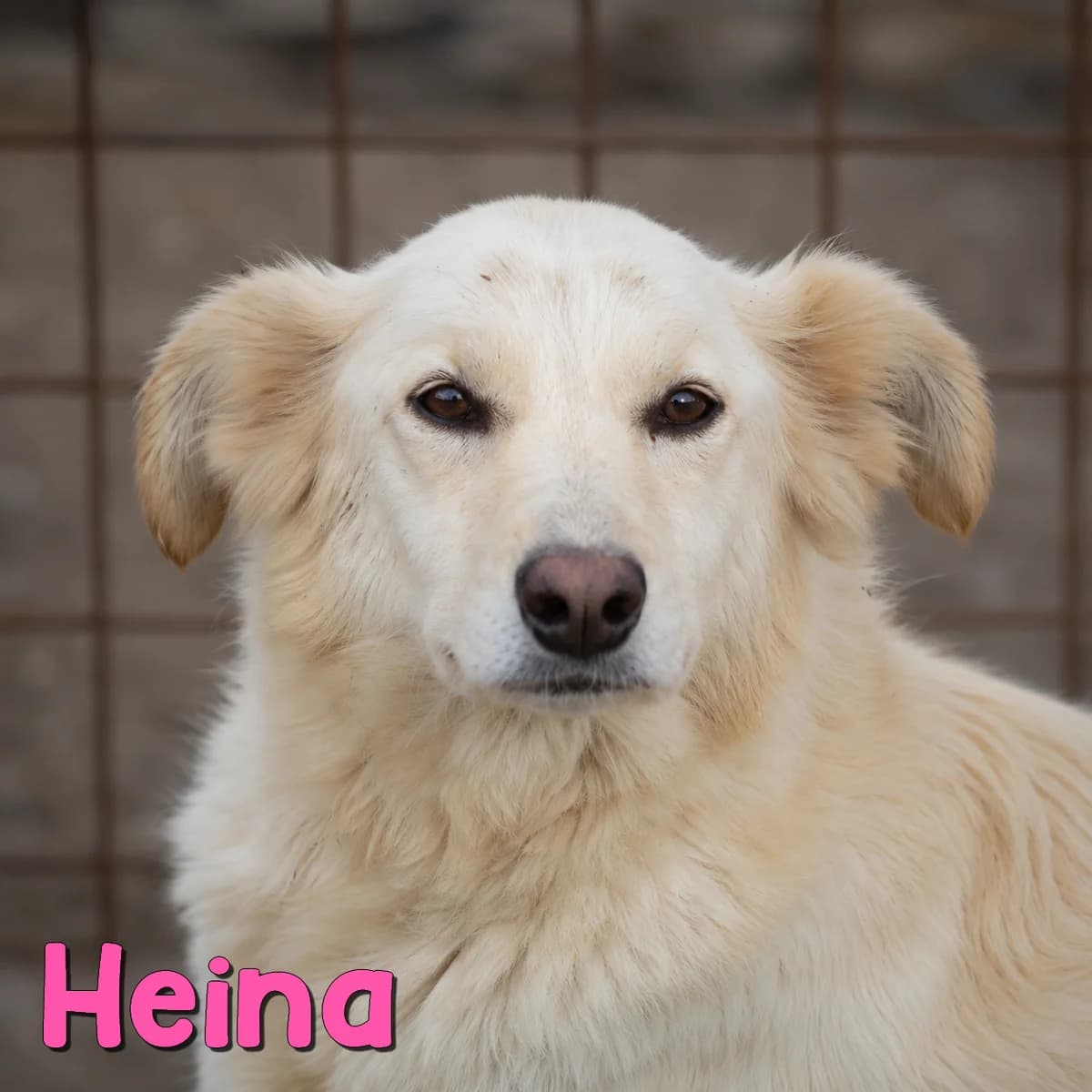 Heina2, female Mixed Breed for adoption at Nobody S Dog France