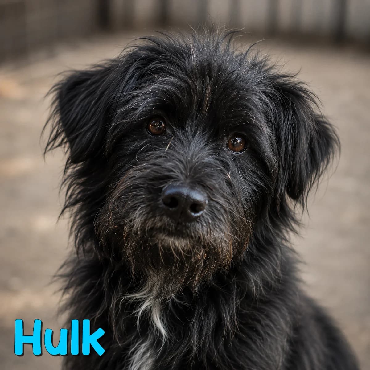 Hulk2, male Mixed Breed for adoption at Nobody S Dog France