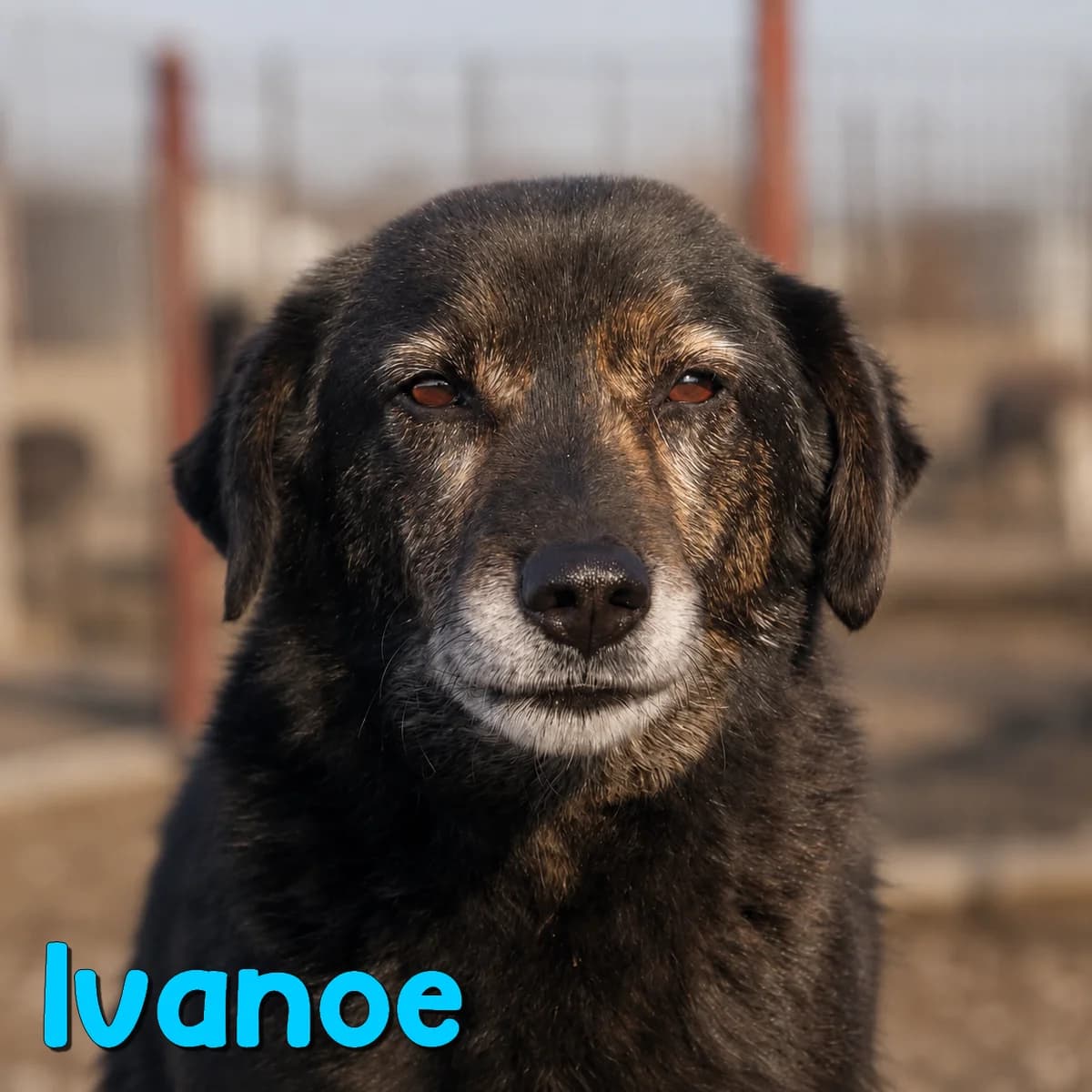 Ivanoe2, male Mixed Breed for adoption at Nobody S Dog France