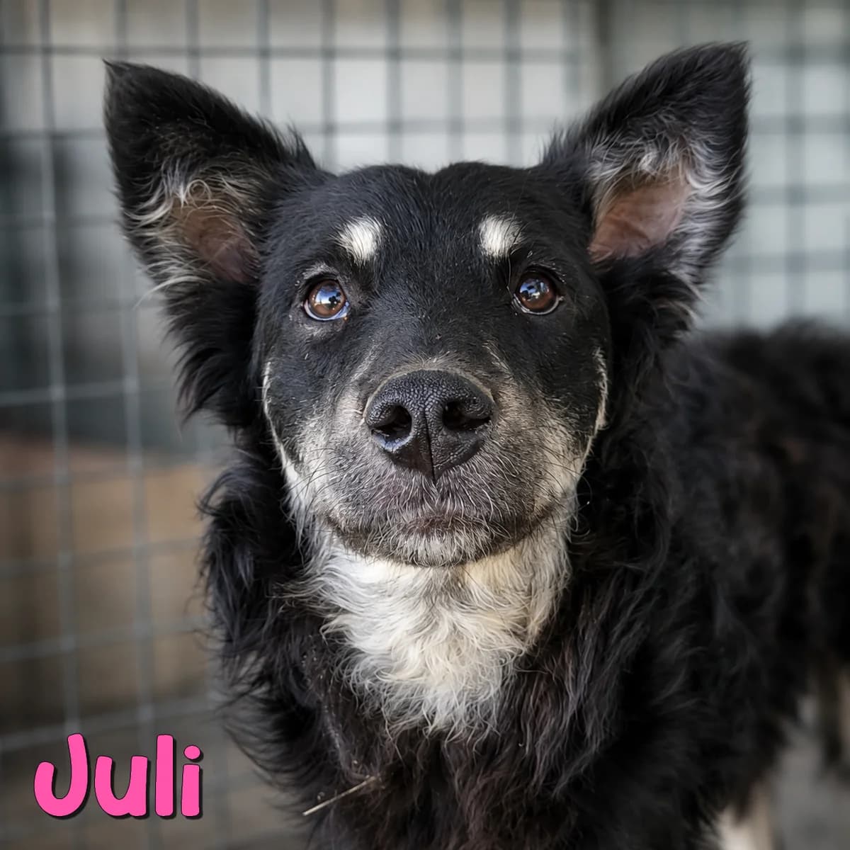 Juli2, female Mixed Breed for adoption at Nobody S Dog France