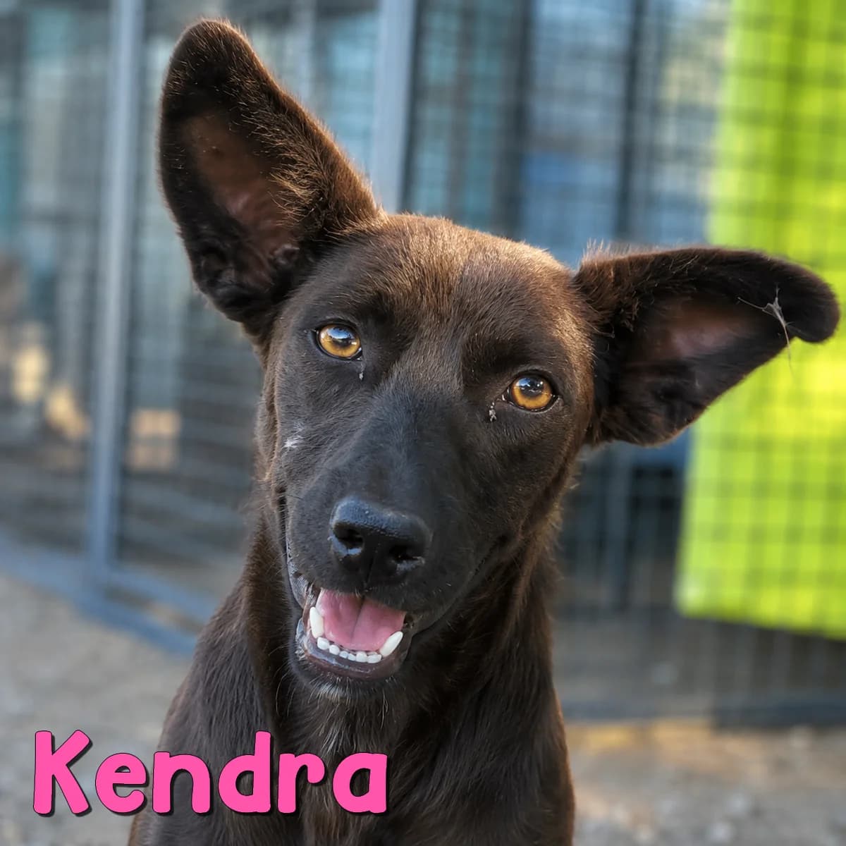 Kendra2, female Mixed Breed for adoption at Nobody S Dog France