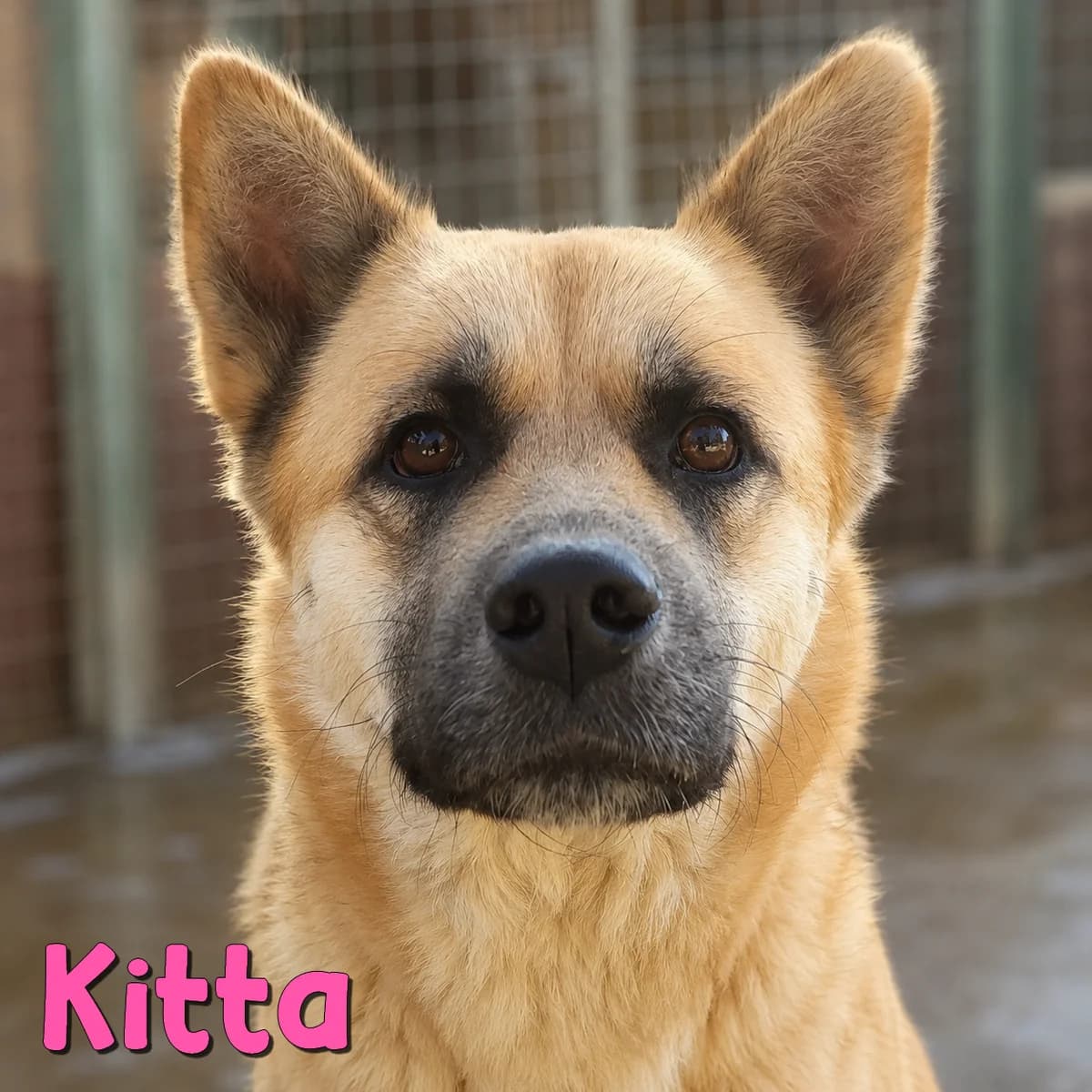 Kitta2, female Mixed Breed for adoption at Nobody S Dog France