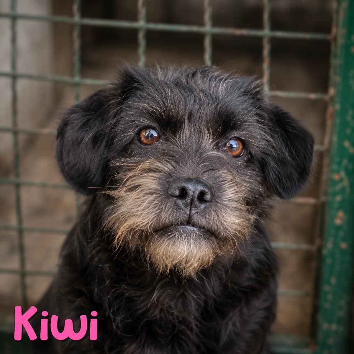 Kiwi, female Mixed Breed for adoption at Nobody S Dog France