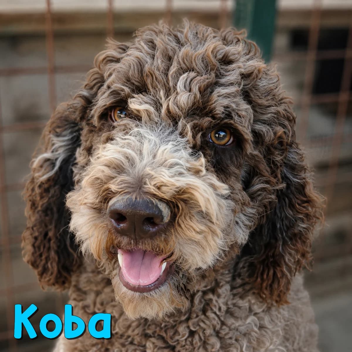 Koba2, male Mixed Breed for adoption at Nobody S Dog France
