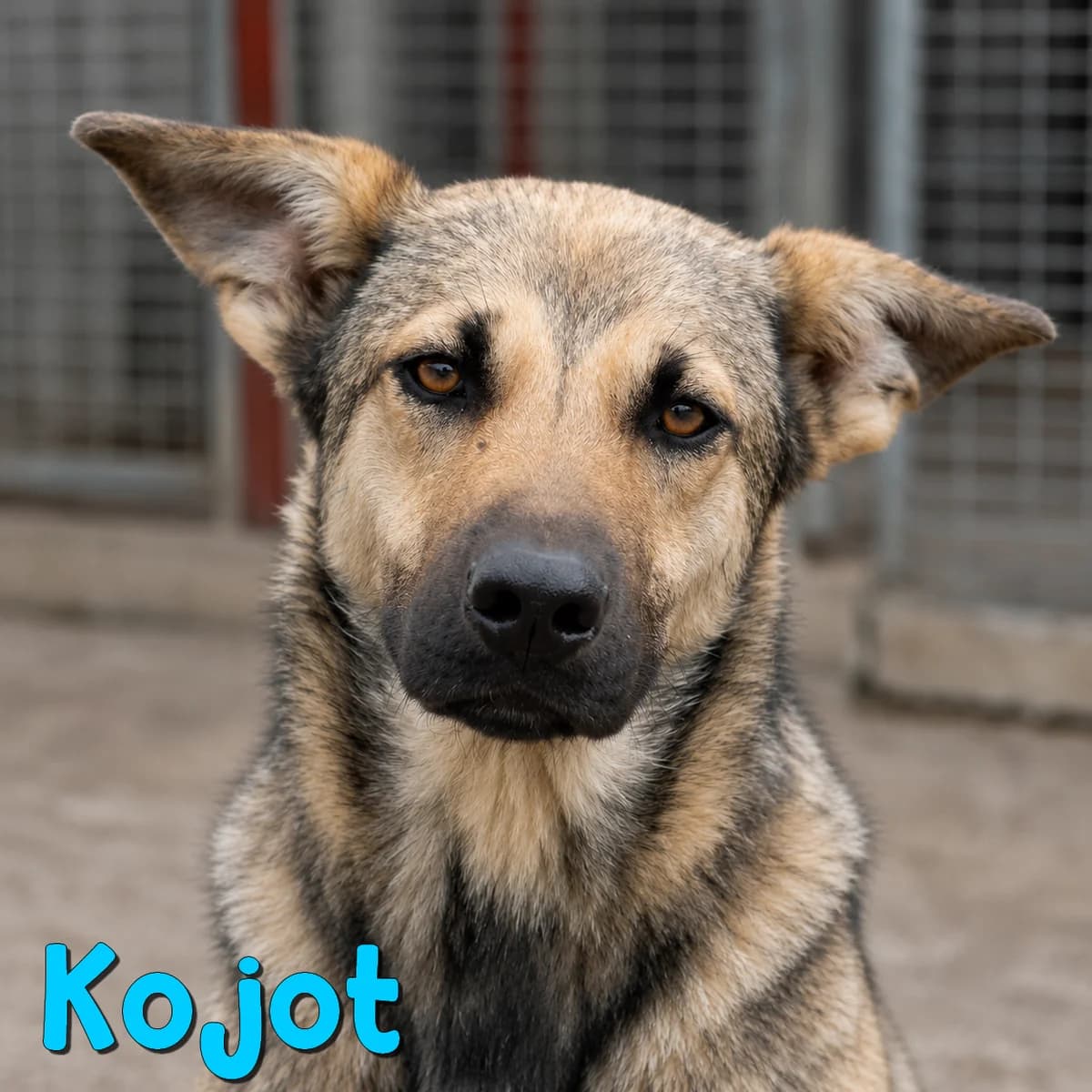 Kojot2, male Mixed Breed for adoption at Nobody S Dog France