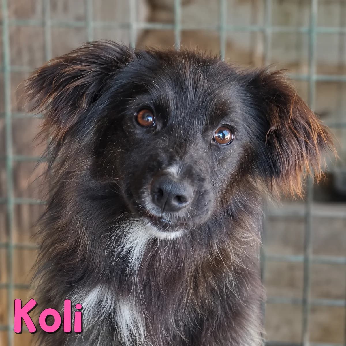 Koli2, female Mixed Breed for adoption at Nobody S Dog France