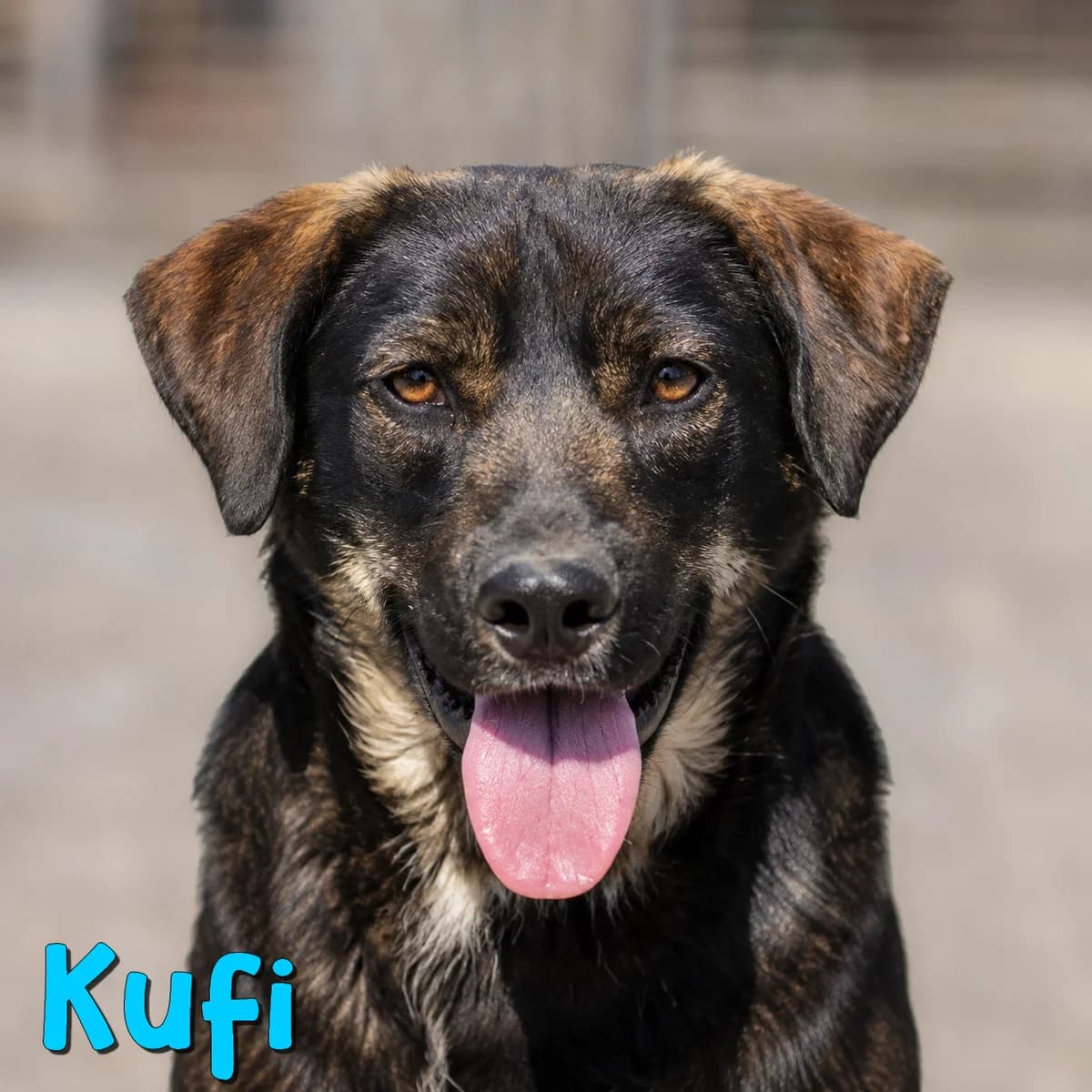 Kufi2, male Mixed Breed for adoption at Nobody S Dog France