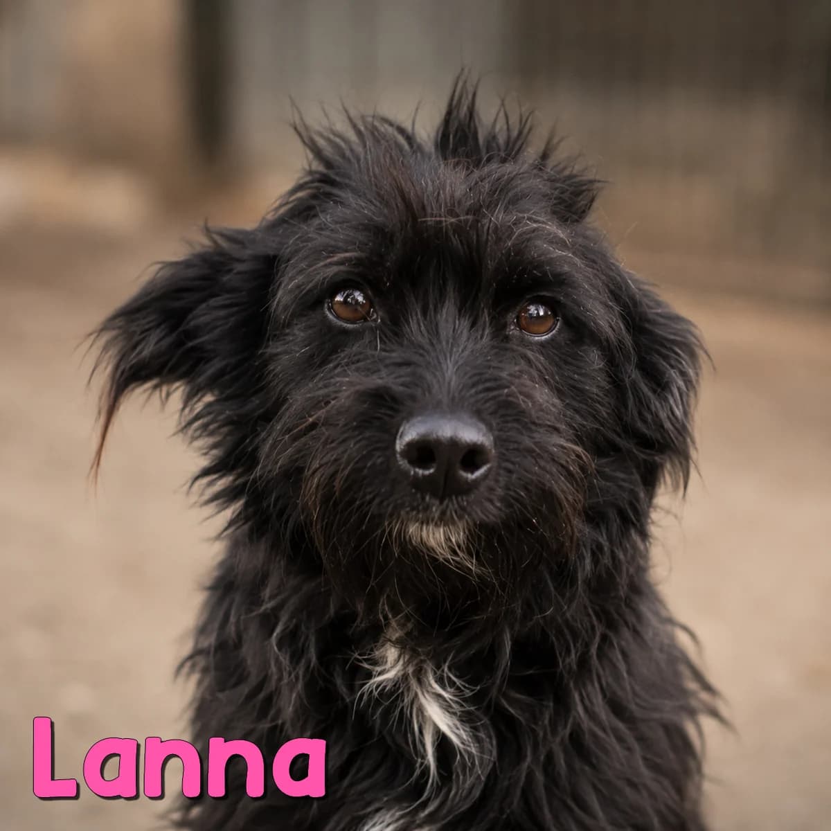 Lanna2, female Mixed Breed for adoption at Nobody S Dog France