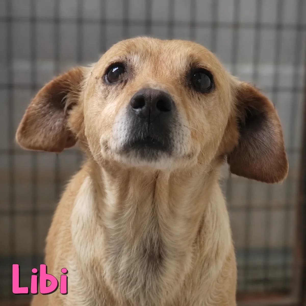 Libi2, female Mixed Breed for adoption at Nobody S Dog France