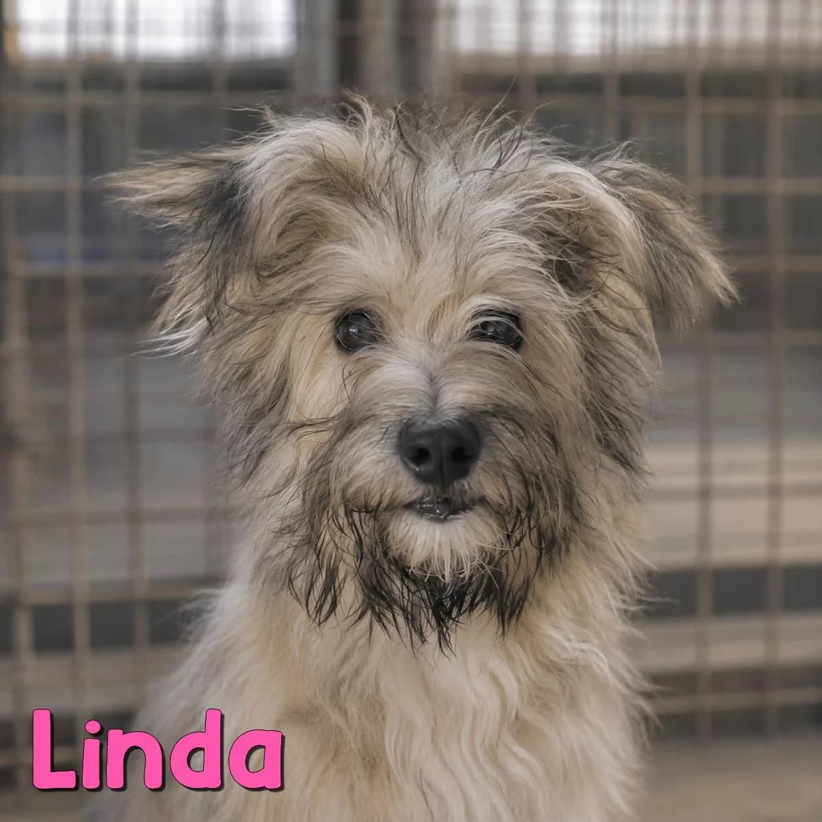 Linda2, female Mixed Breed for adoption at Nobody S Dog France