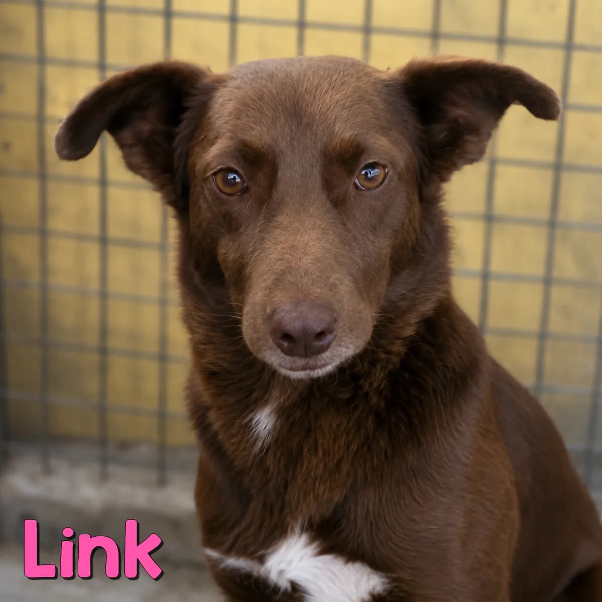 Link2, female Mixed Breed for adoption at Nobody S Dog France