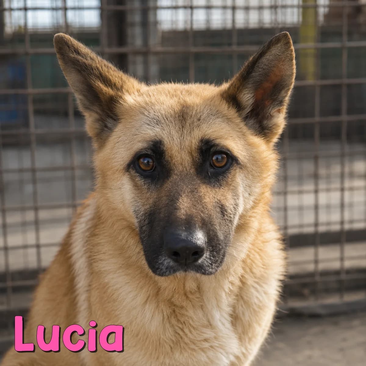 Lucia2, female Mixed Breed for adoption at Nobody S Dog France