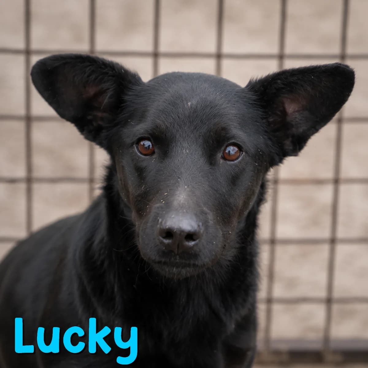 Lucky2, male Mixed Breed for adoption at Nobody S Dog France