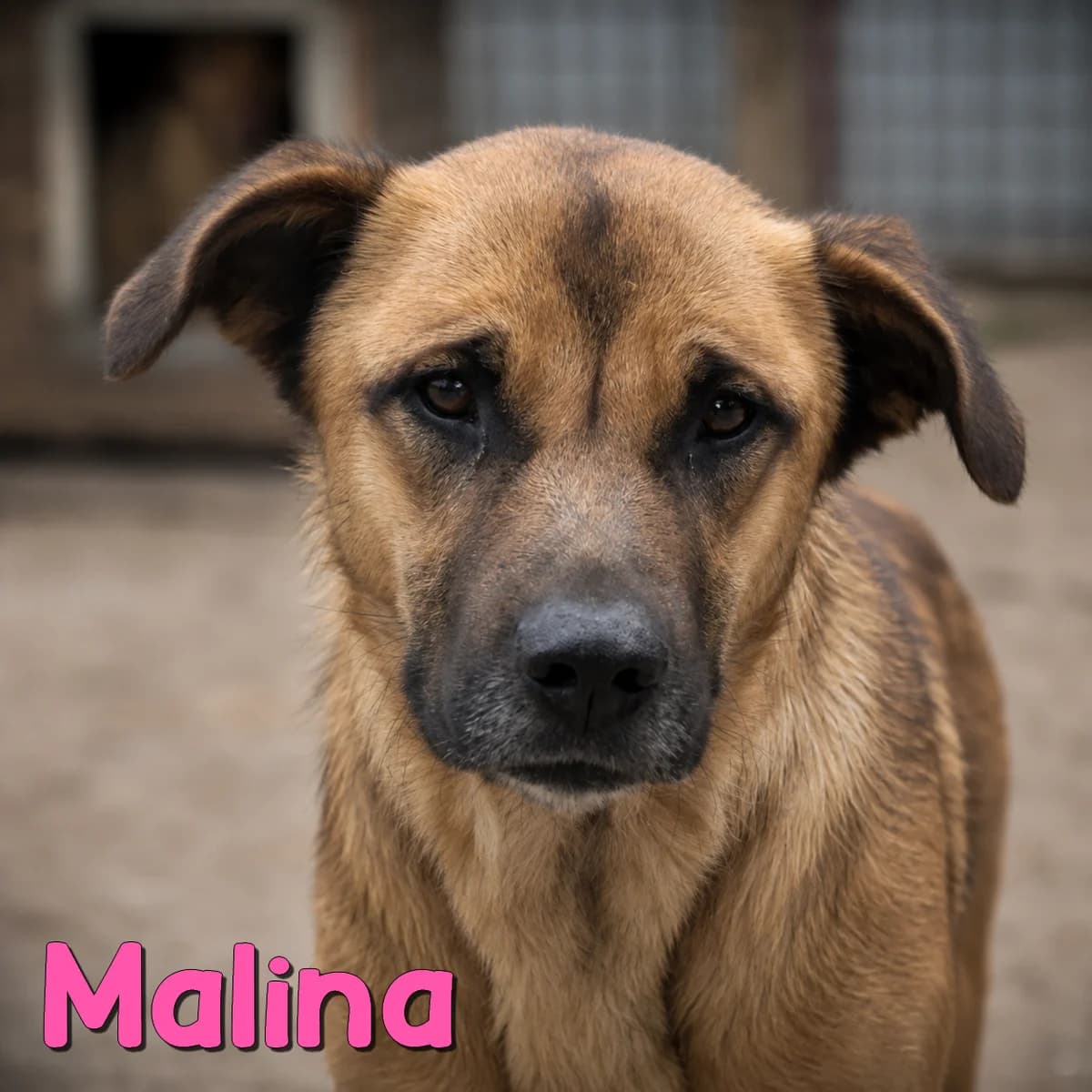 Malina2, female Mixed Breed for adoption at Nobody S Dog France