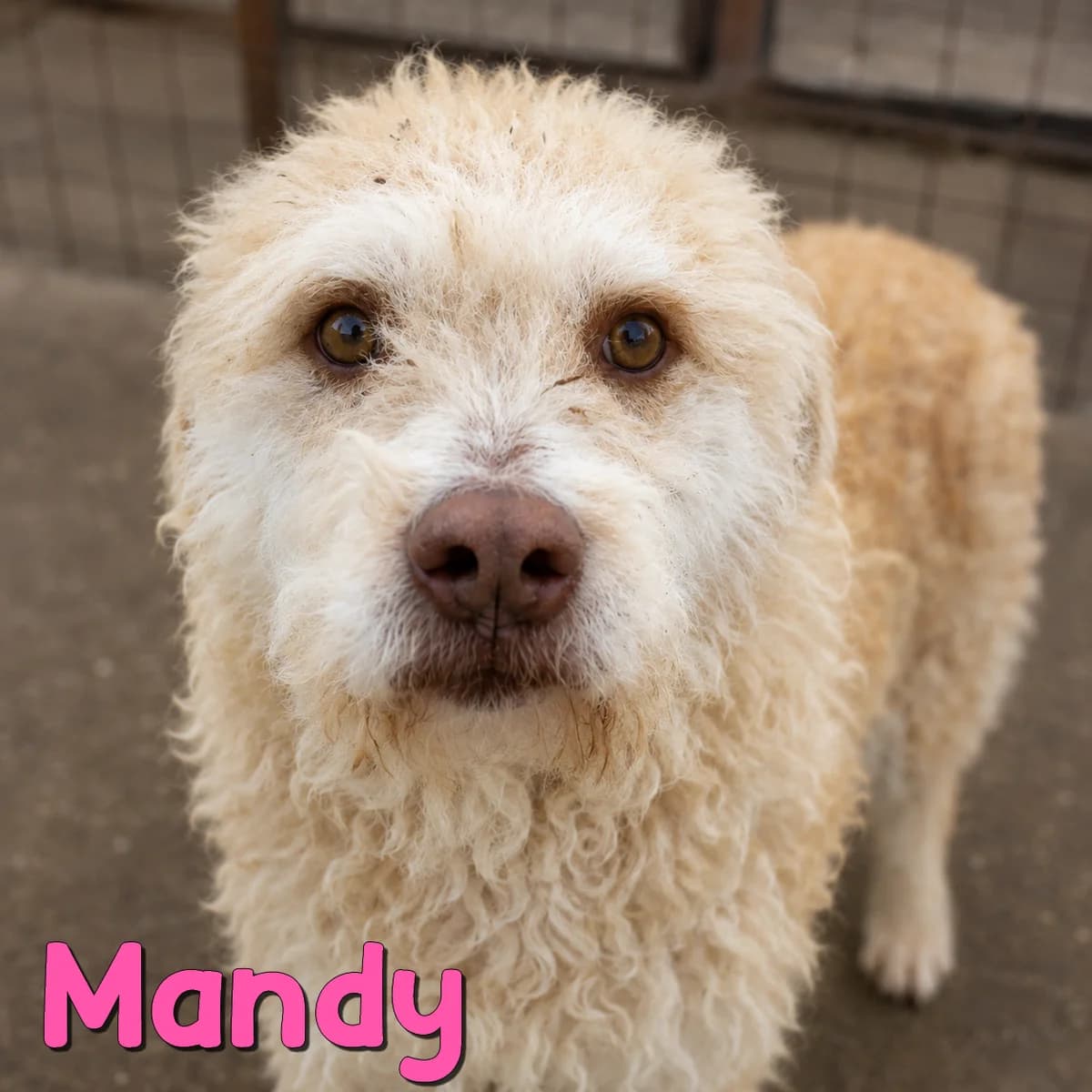 Mandy2, female Mixed Breed for adoption at Nobody S Dog France