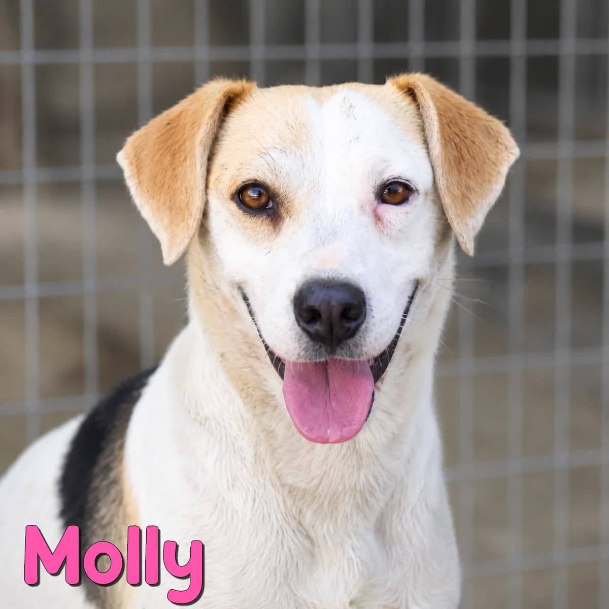 Molly2, female Mixed Breed for adoption at Nobody S Dog France
