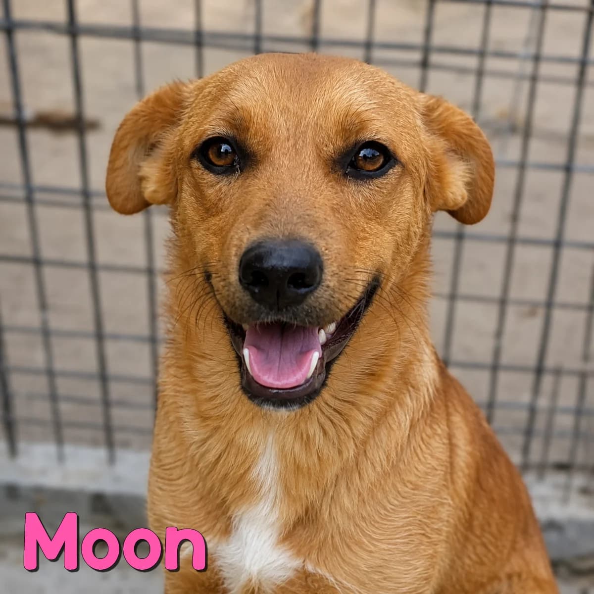 Moon2, female Mixed Breed for adoption at Nobody S Dog France