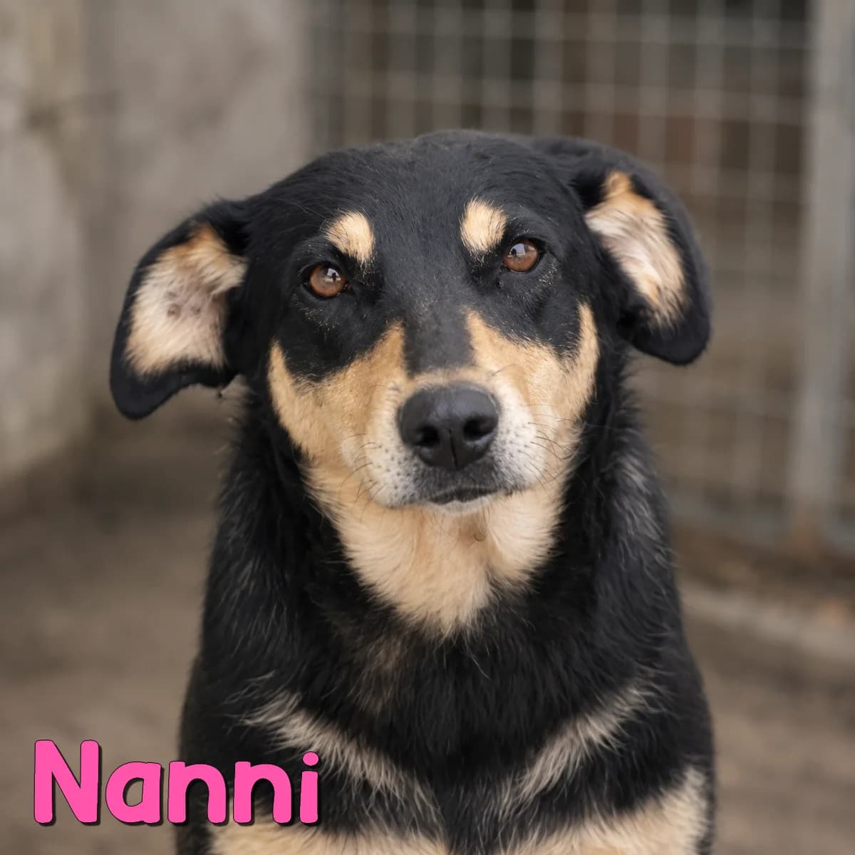 Nanni2, female Mixed Breed for adoption at Nobody S Dog France