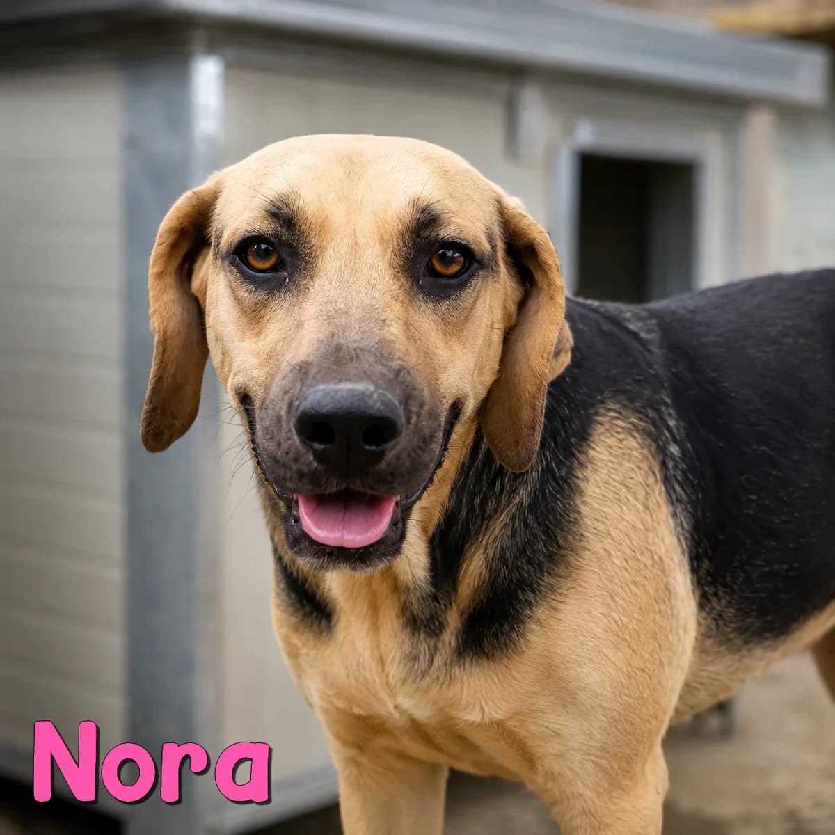 Nora2, female Mixed Breed for adoption at Nobody S Dog France