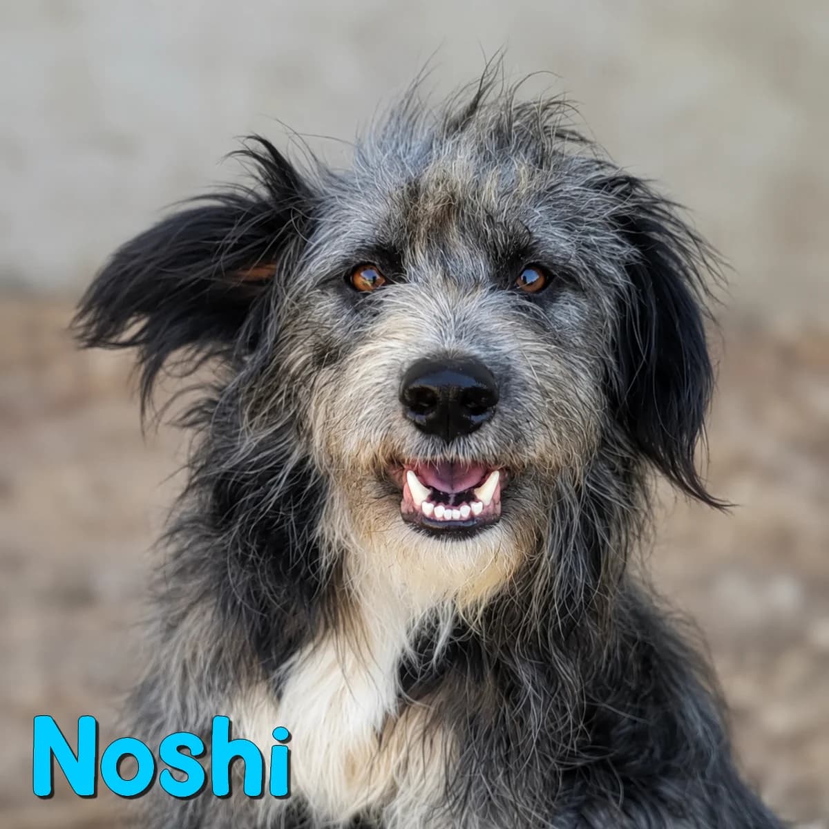 Noshi2, male Mixed Breed for adoption at Nobody S Dog France