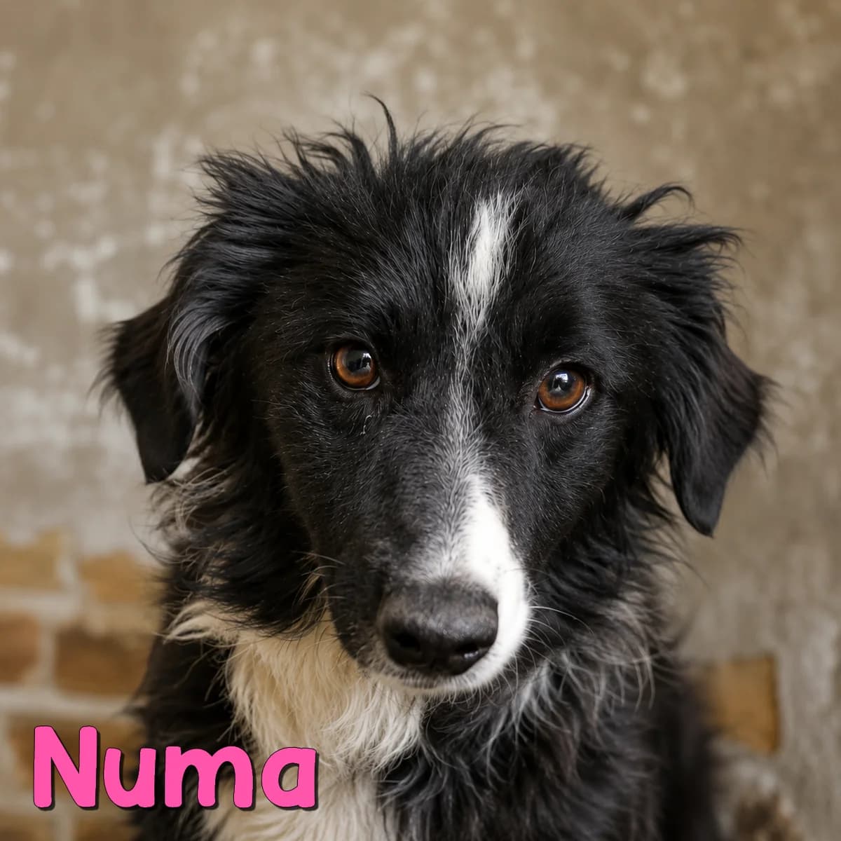 Numa, female Mixed Breed for adoption at Nobody S Dog France