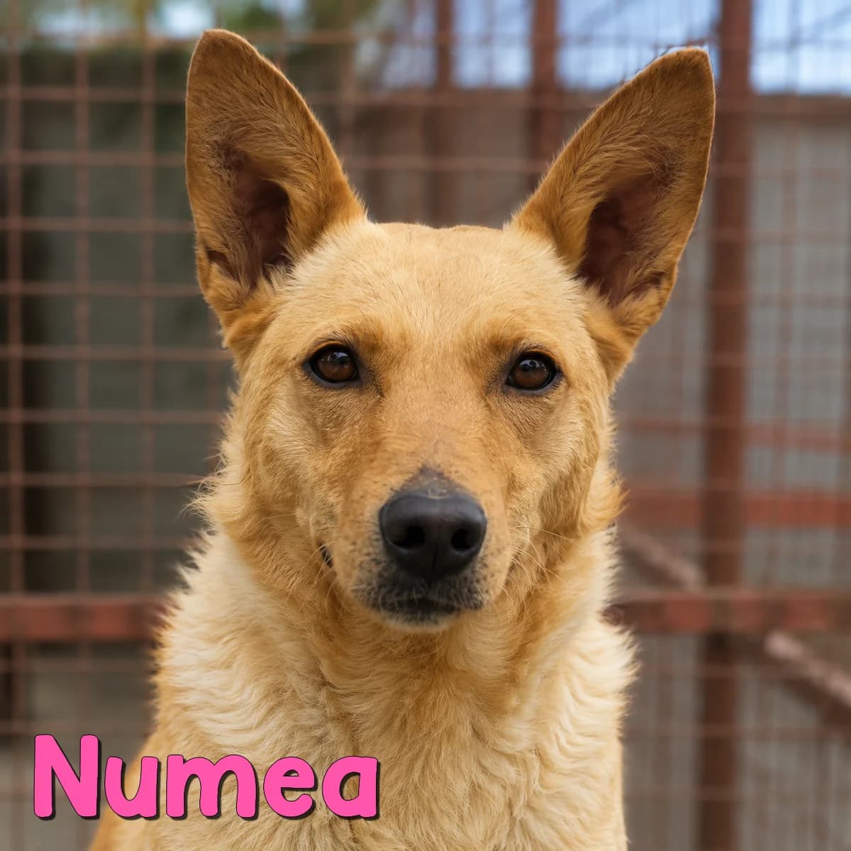 Numea2, female Mixed Breed for adoption at Nobody S Dog France