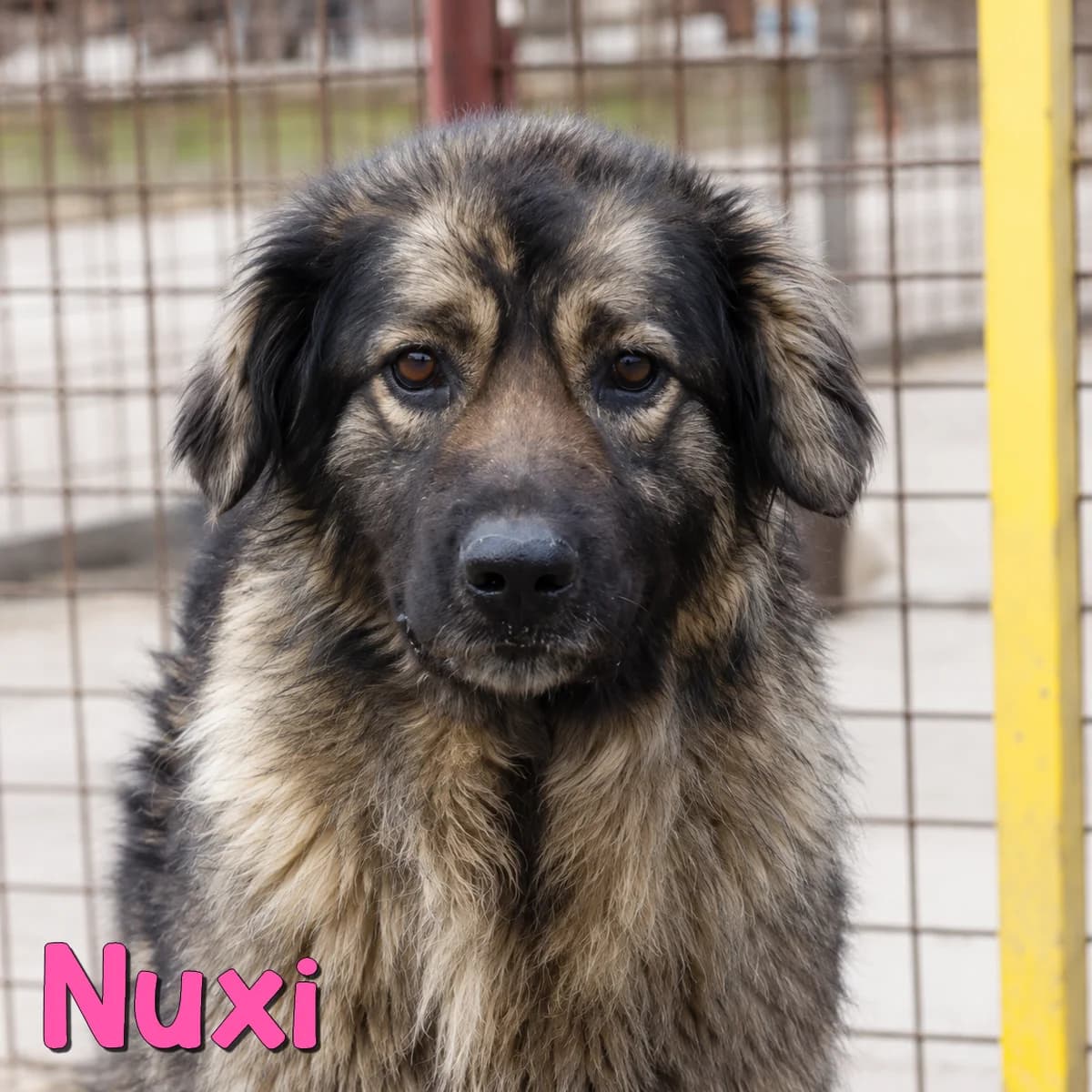 Nuxi2, female Mixed Breed for adoption at Nobody S Dog France