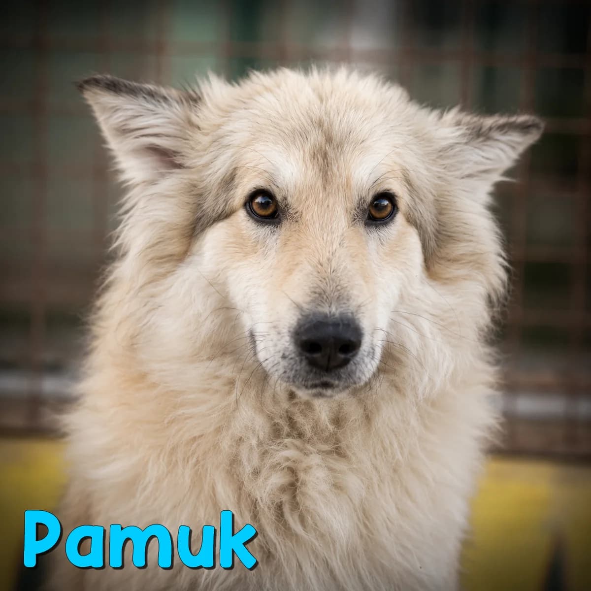 Pamuk2, male Mixed Breed for adoption at Nobody S Dog France
