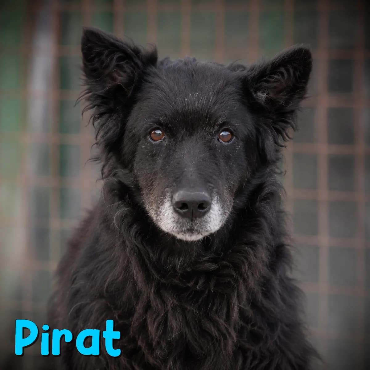 Pirat2, male Mixed Breed for adoption at Nobody S Dog France