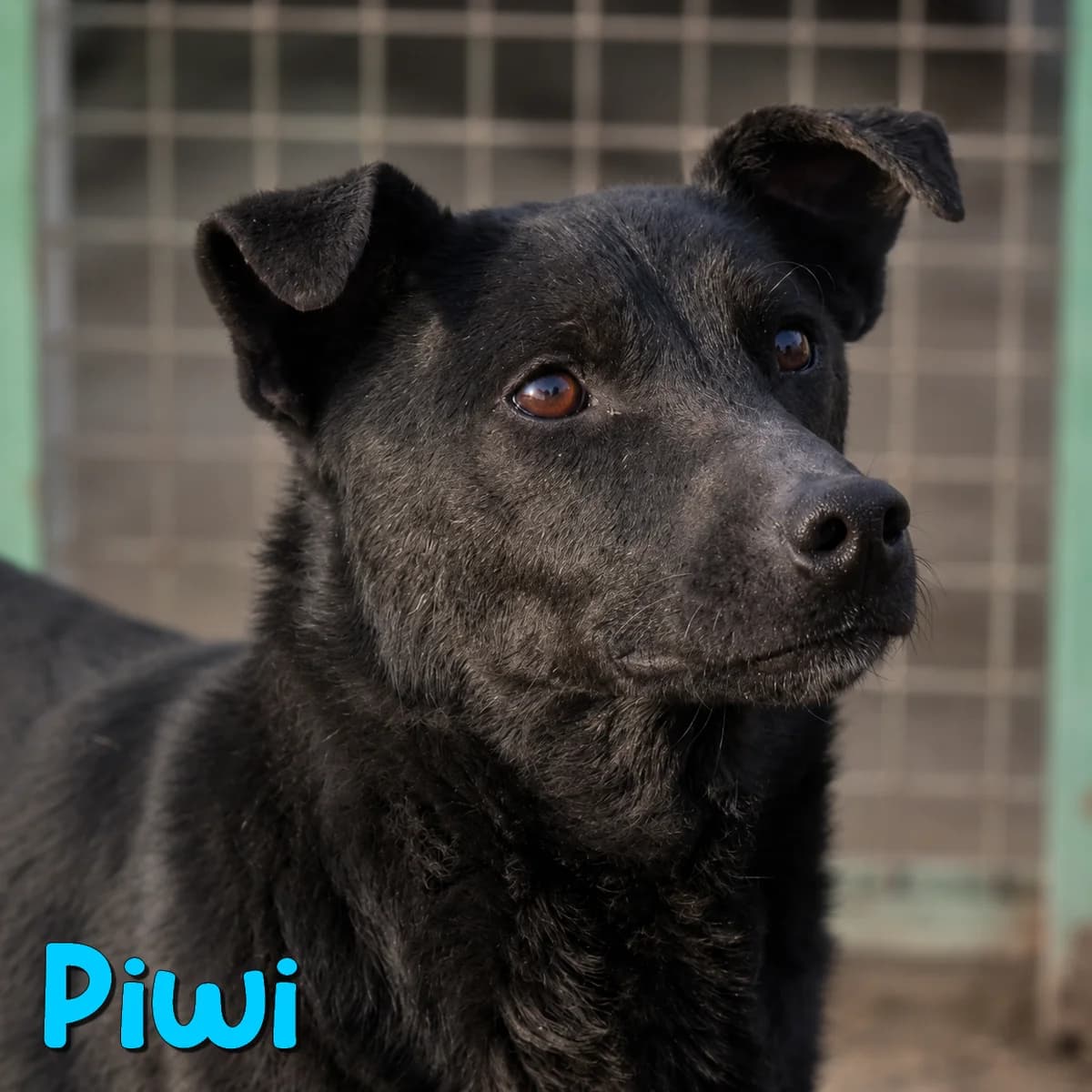 Piwi2, male Mixed Breed for adoption at Nobody S Dog France