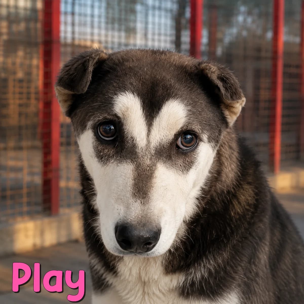 Play2, female Mixed Breed for adoption at Nobody S Dog France