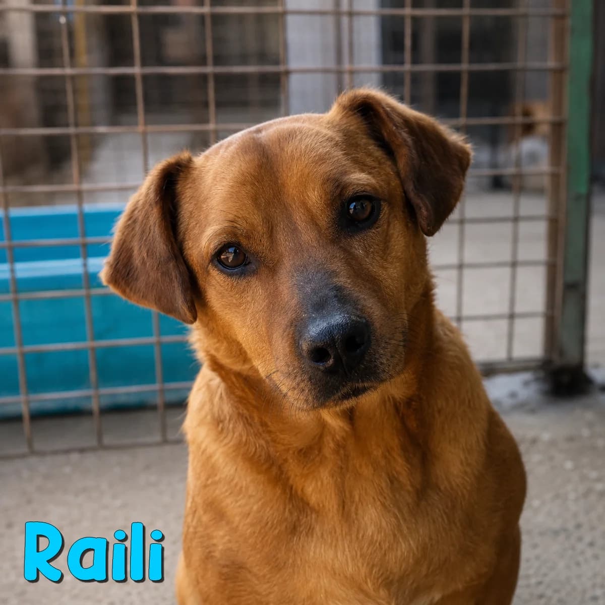 Raili2, male Mixed Breed for adoption at Nobody S Dog France