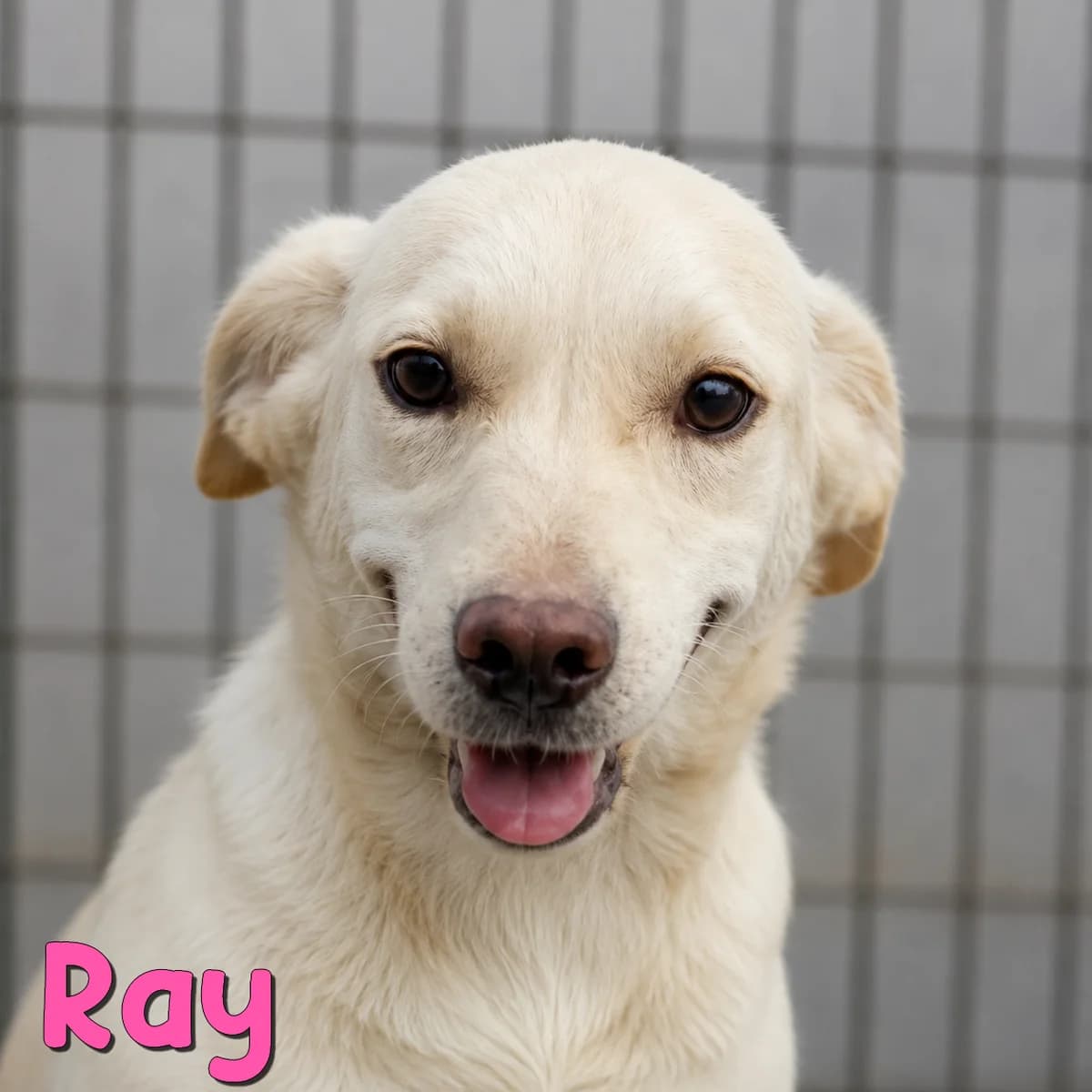 Ray2, female Mixed Breed for adoption at Nobody S Dog France