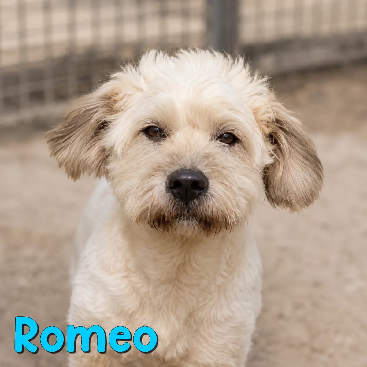 Romeo2, male Mixed Breed for adoption at Nobody S Dog France